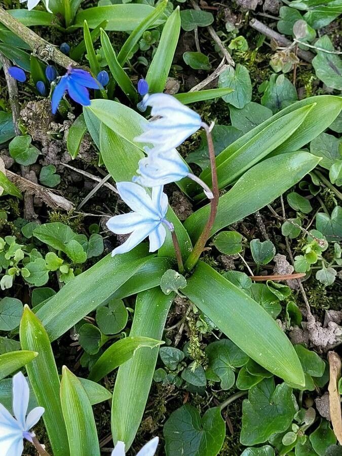 Puschkinia scilloides habit