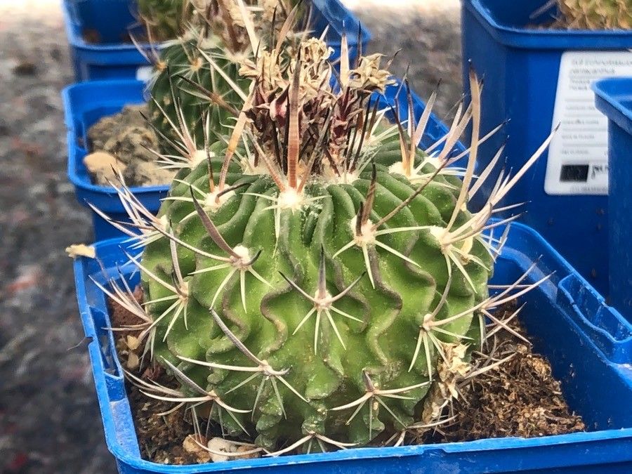 Stenocactus pentacanthus — houseplant care guide