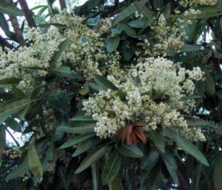 Flindersia bennettiana — search result for 'Rutaceae'