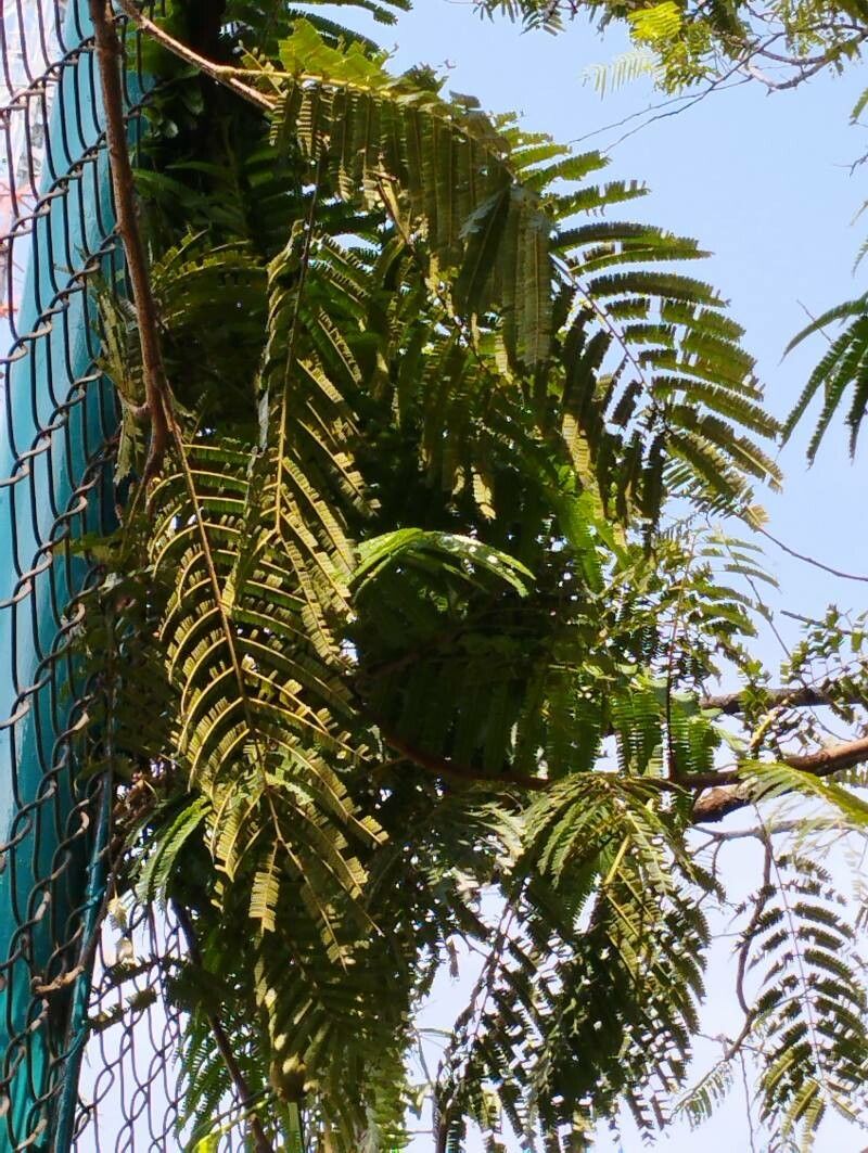 Parkia speciosa — search result for 'Parkia'