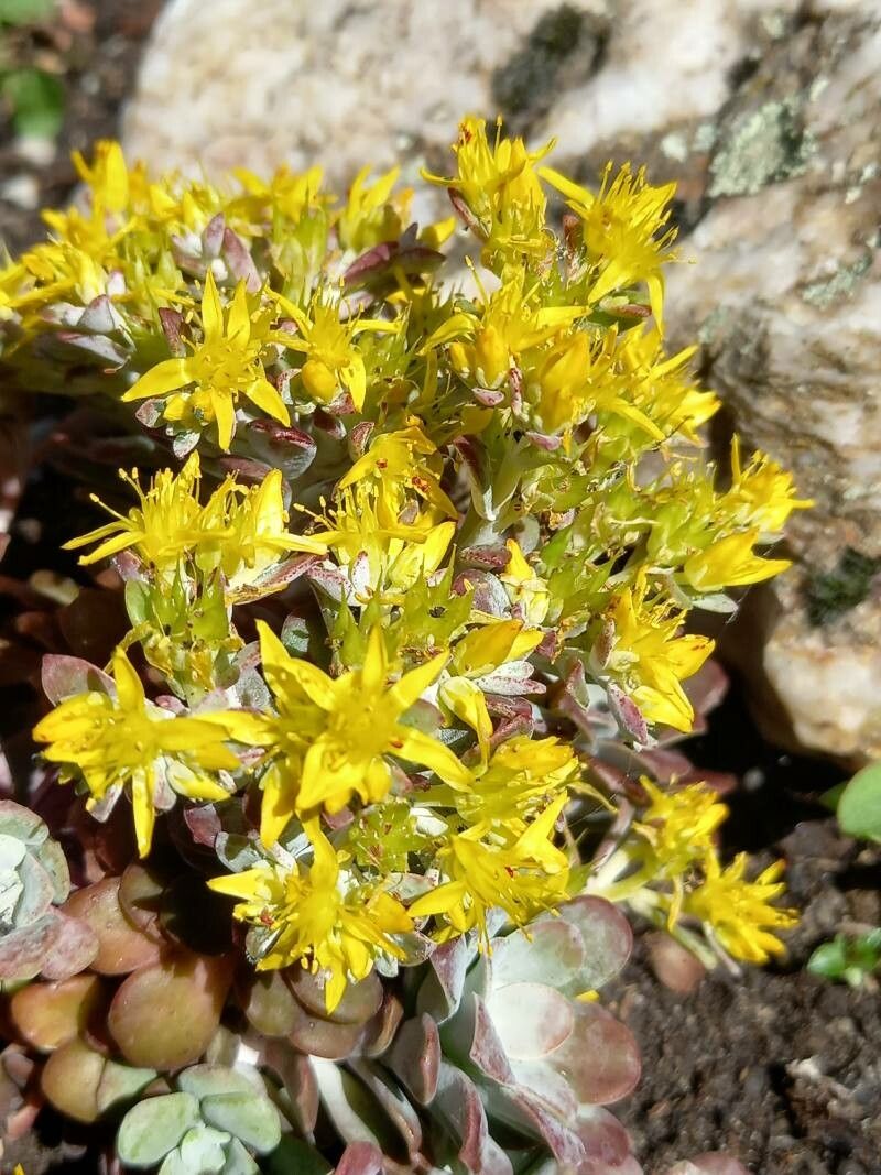 Sedum spathulifolium flower