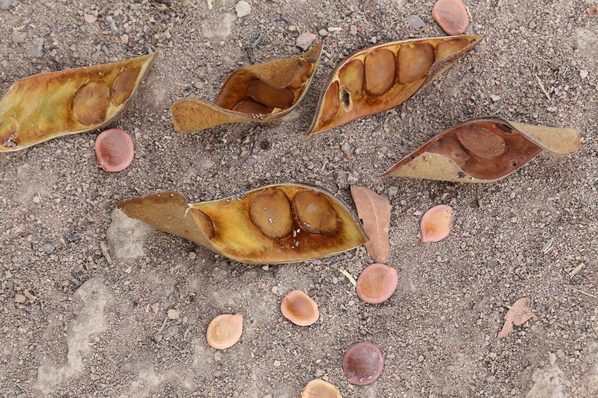 Julbernardia globiflora fruit