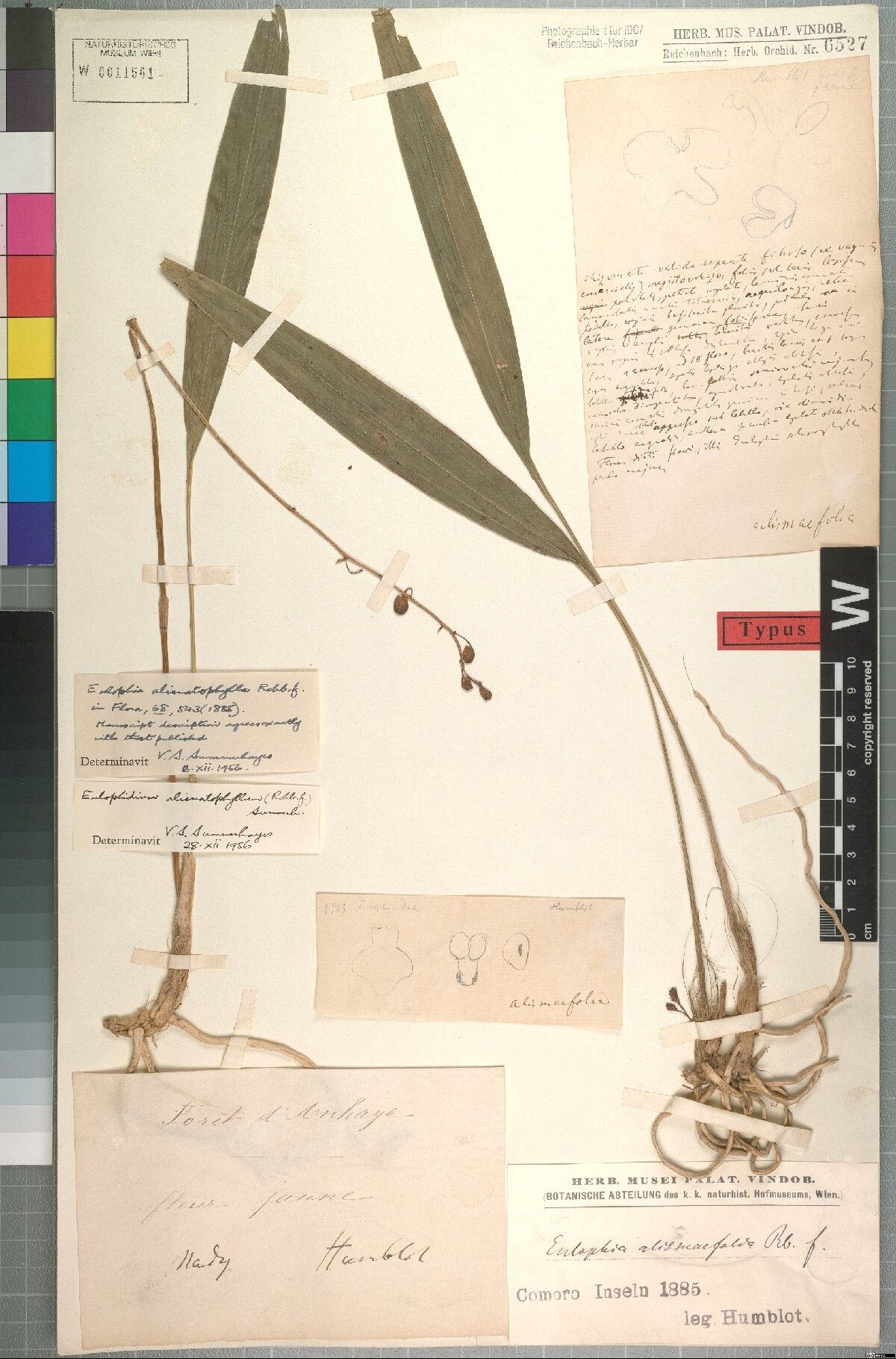 Eulophia alismatophylla — related species from the same genus