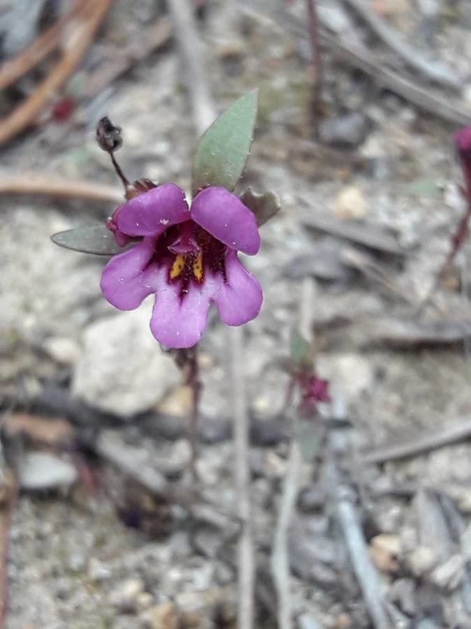 Penstemon roezlii flower