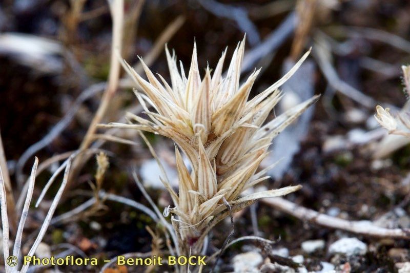 Minuartia montana fruit
