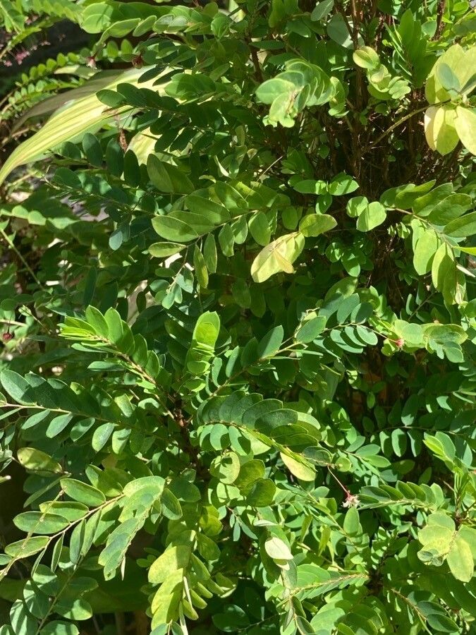 Phyllanthus pulcher leaf
