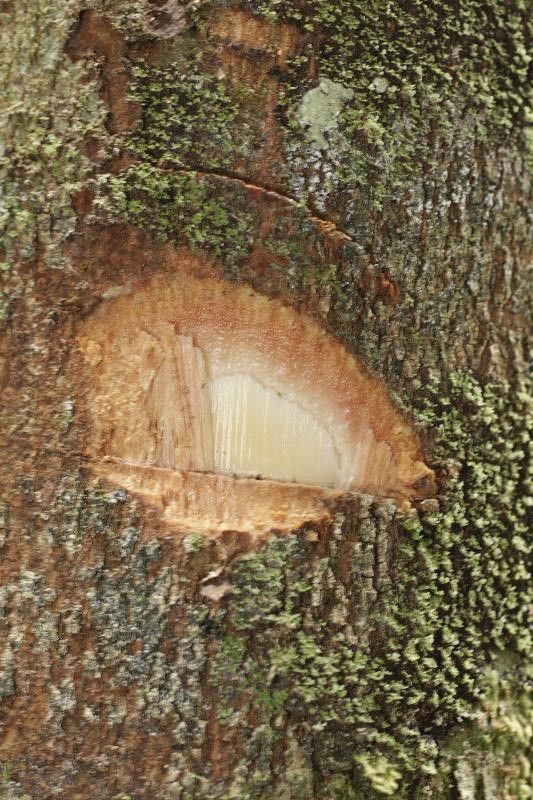 Pouteria engleri other