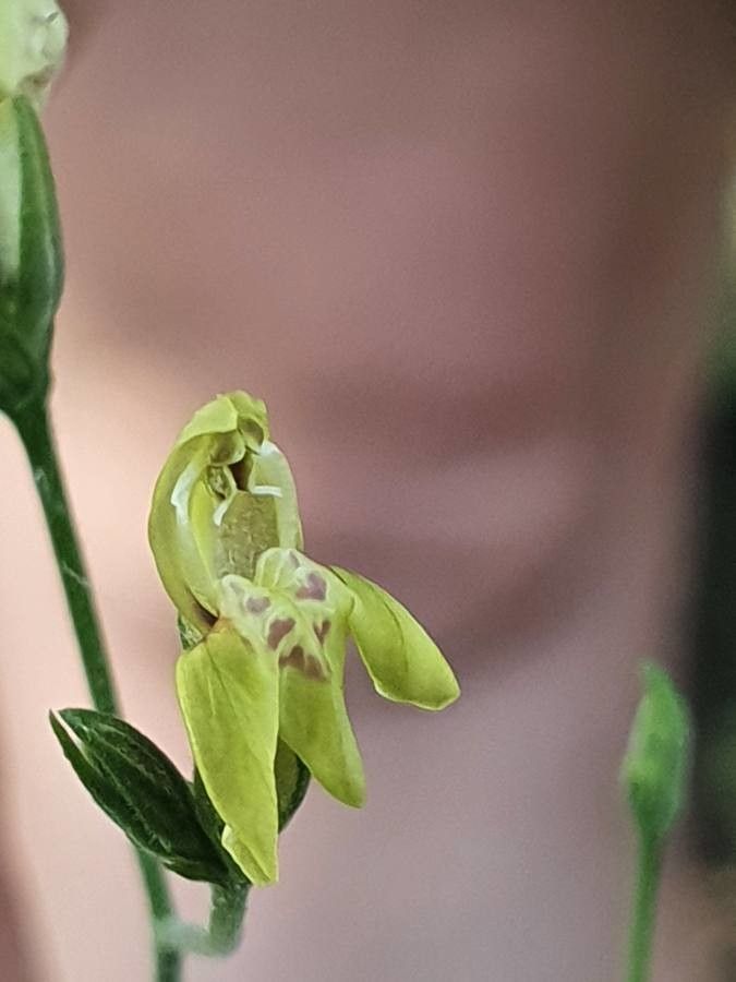 Justicia scandens flower