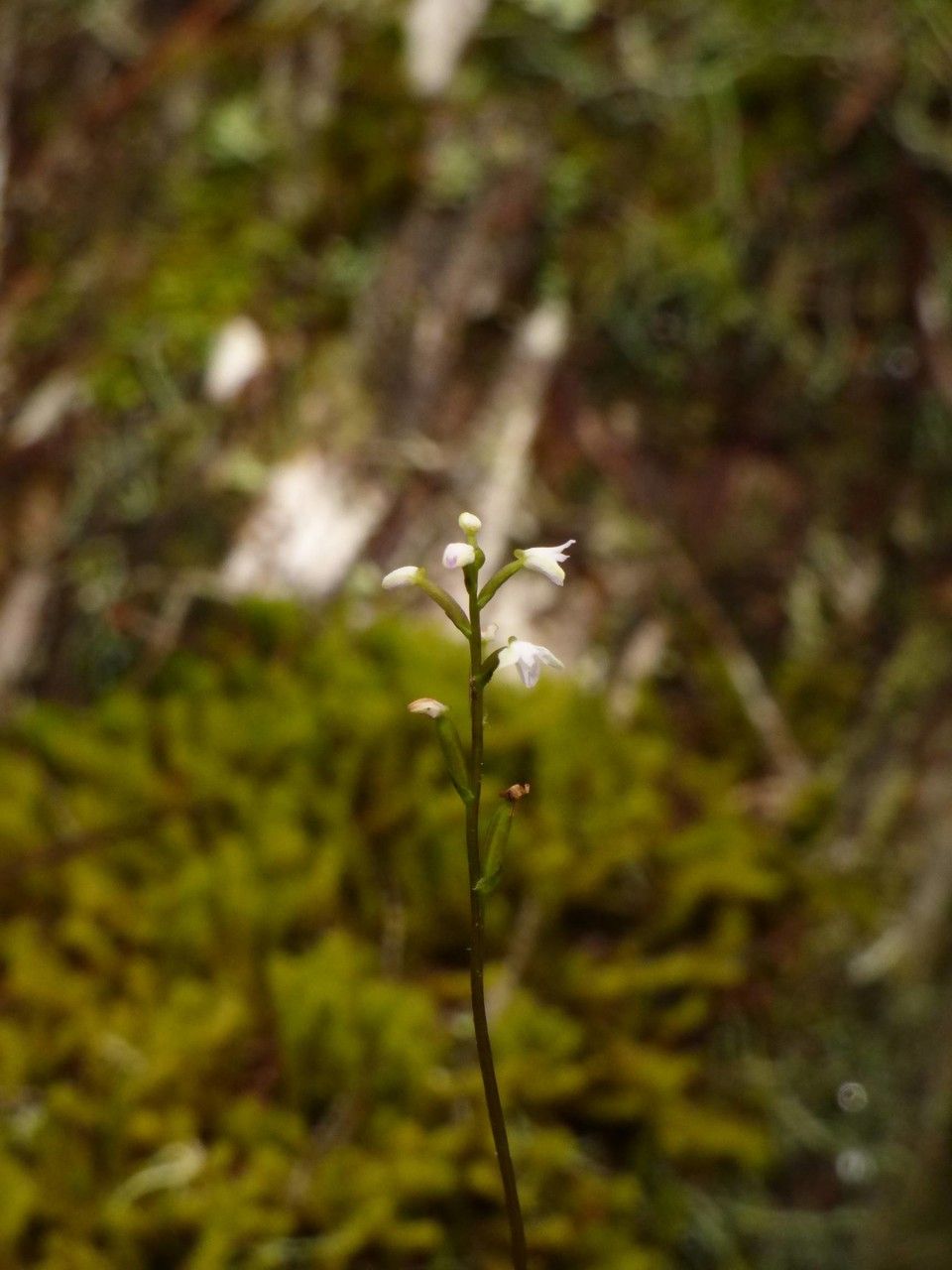 Cynorkis coccinelloides flower