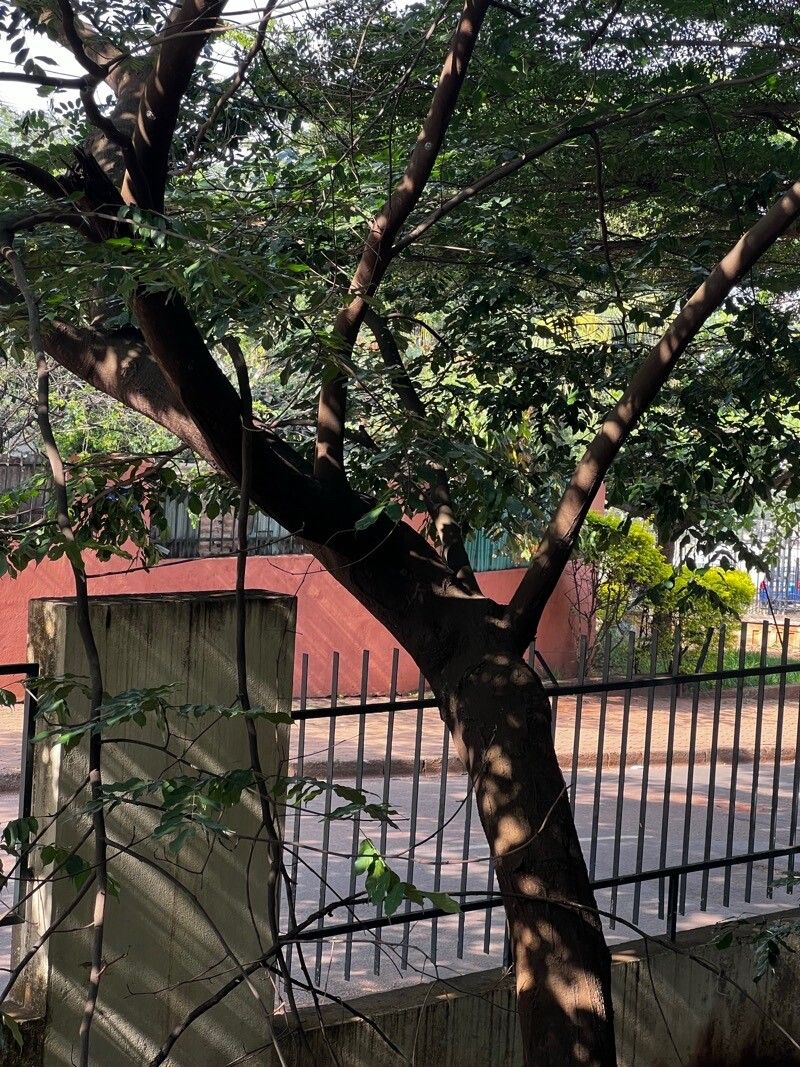 Millettia laurentii habit