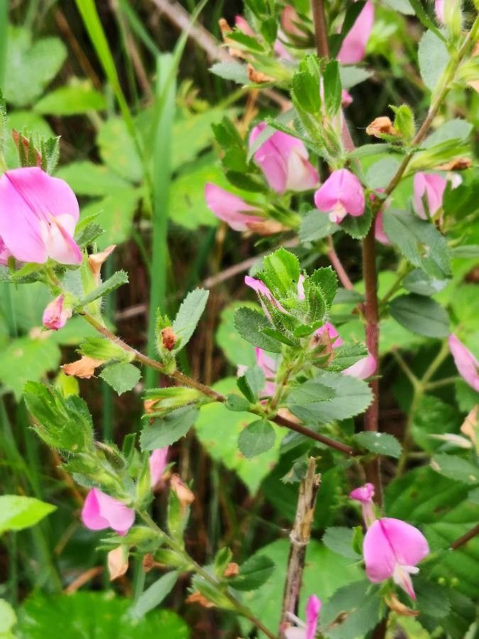 Ononis arvensis flower