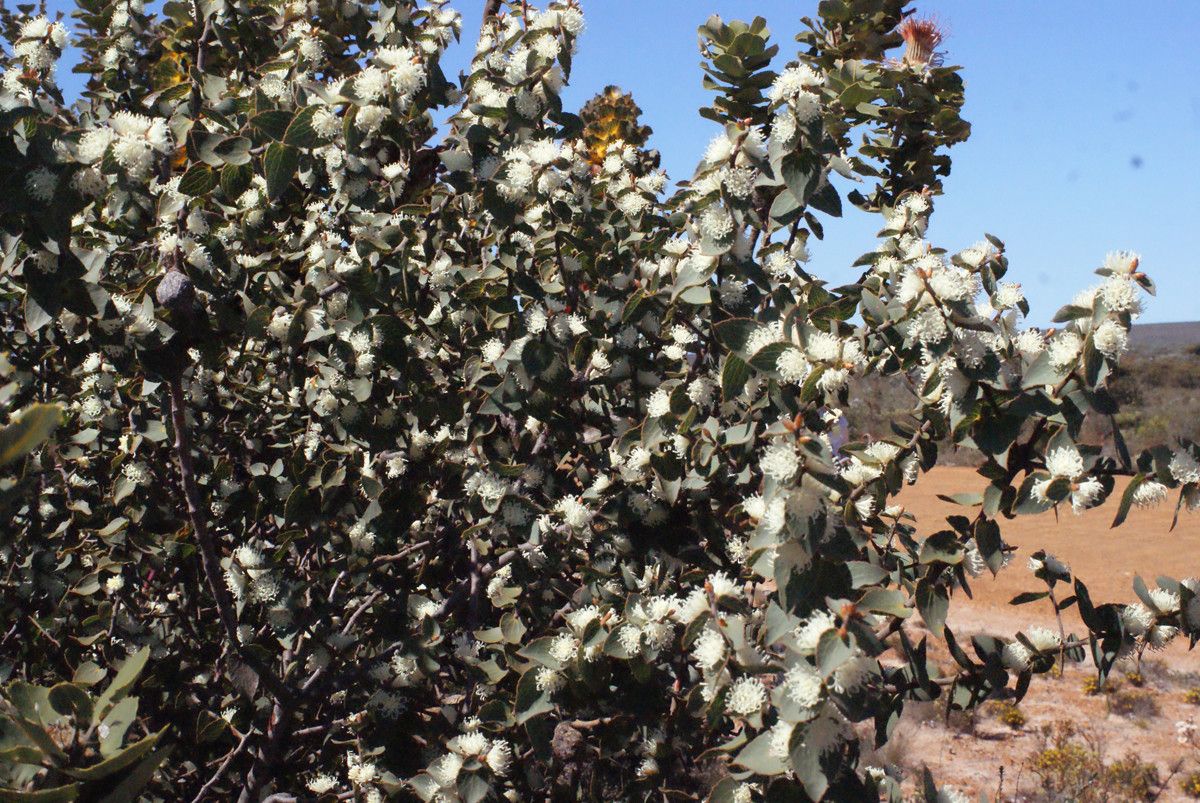 Hakea ruscifolia habit