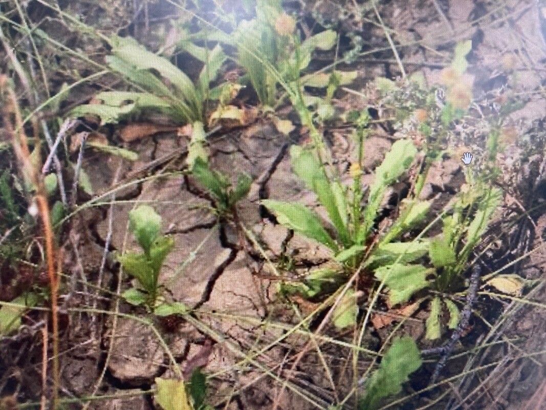 Calotis cuneata — related species from the same genus