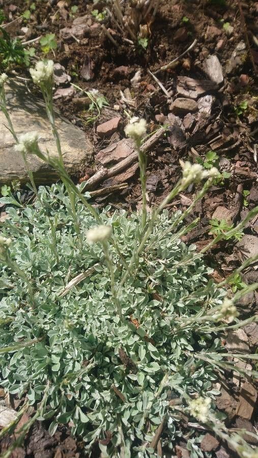Antennaria alpina flower