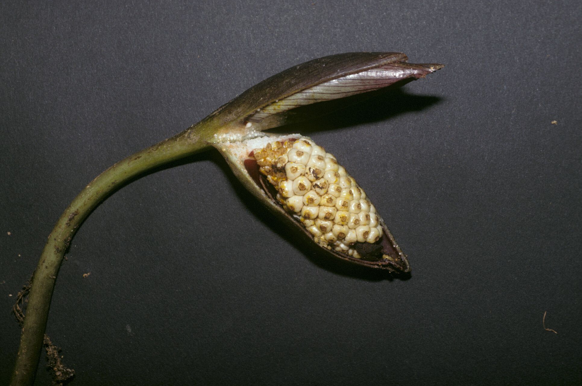 Xanthosoma granvillei fruit