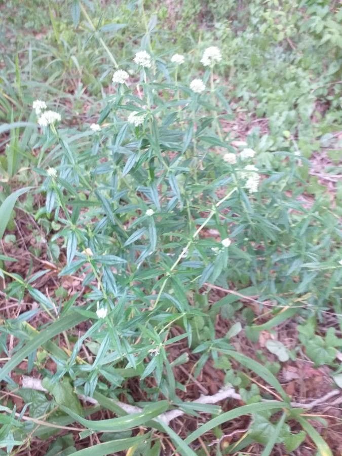 Spermacoce filituba habit