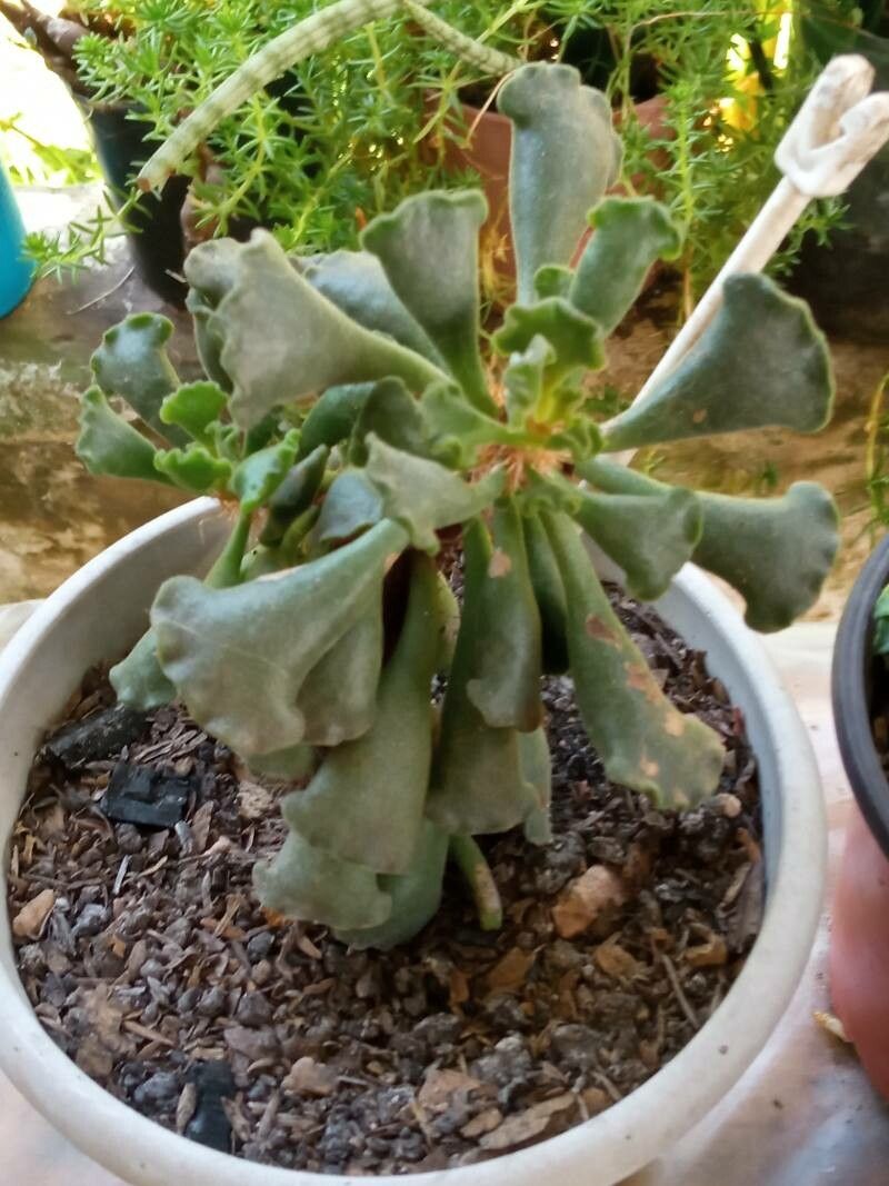 Adromischus cristatus bark