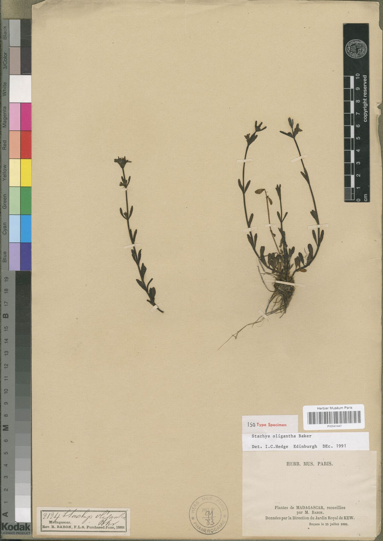 Stachys oligantha — search result for 'Stachys'