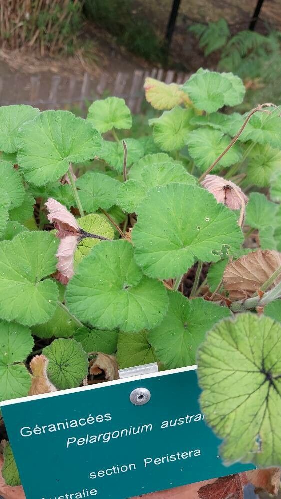 Pelargonium australe — houseplant care guide