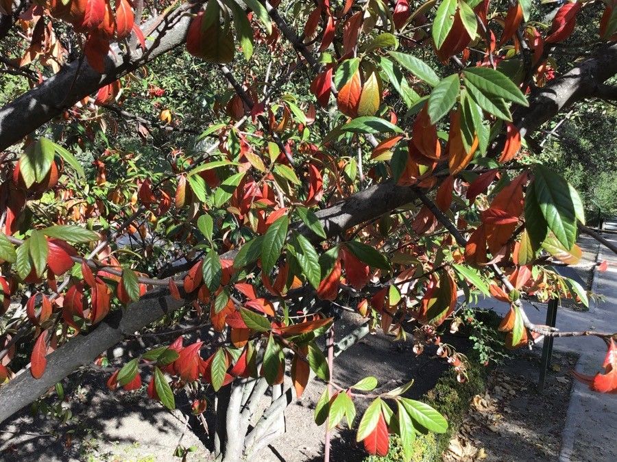 Cotoneaster × watereri bark
