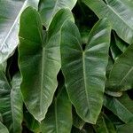 Philodendron burle-marxii