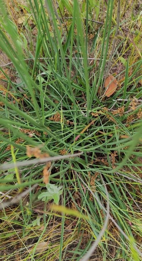 Armeria arenaria leaf