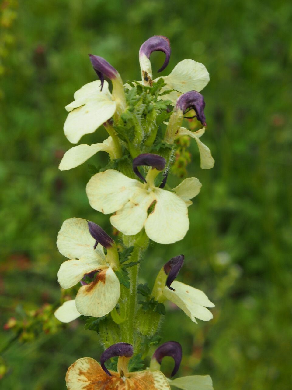 Pedicularis lutescens — houseplant care guide