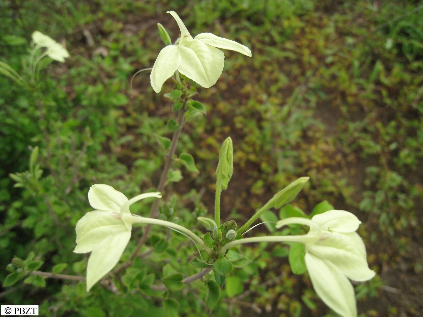 Ecbolium madagascariense — search result for 'Ecbolium'