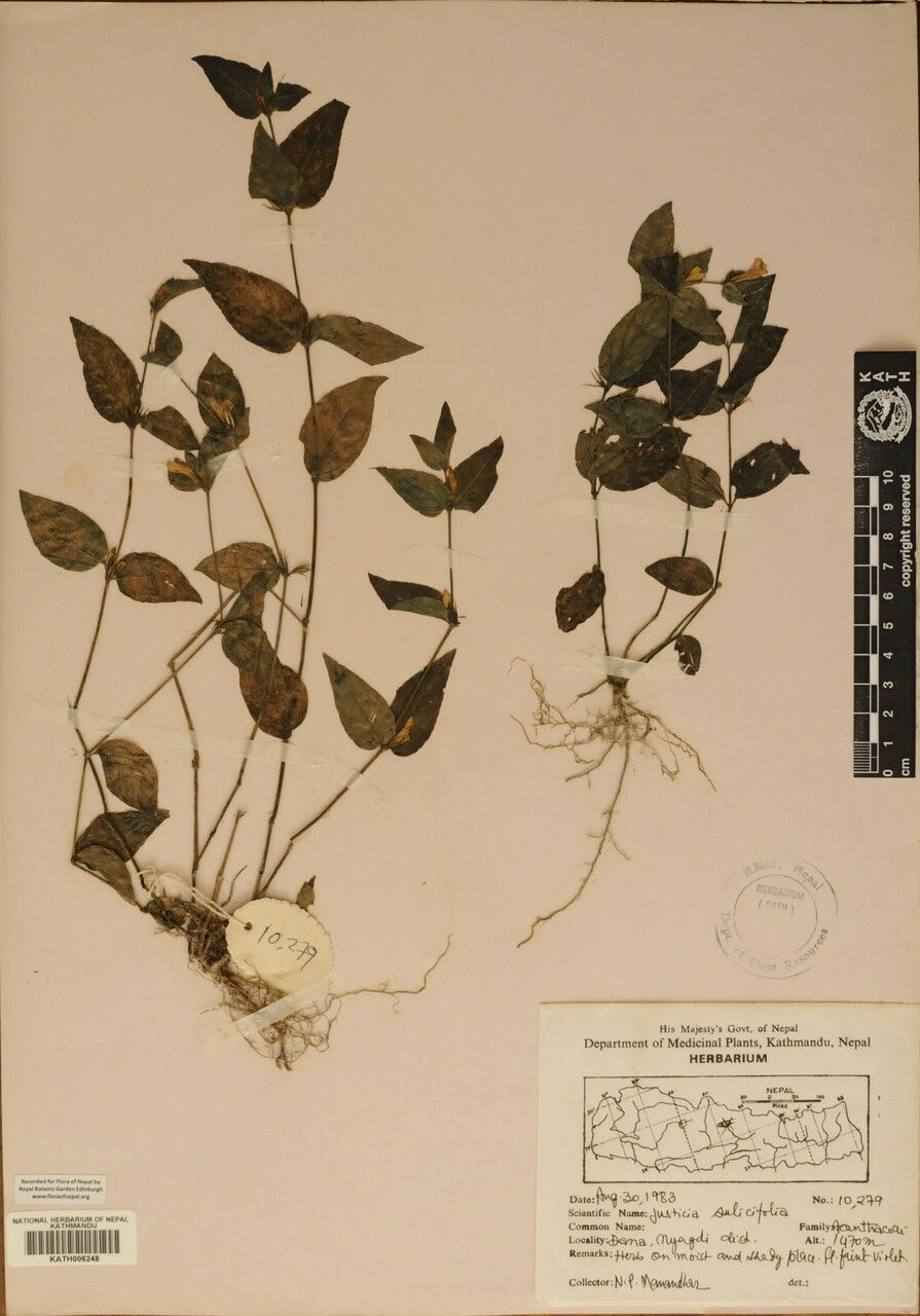 Justicia tukuchensis other