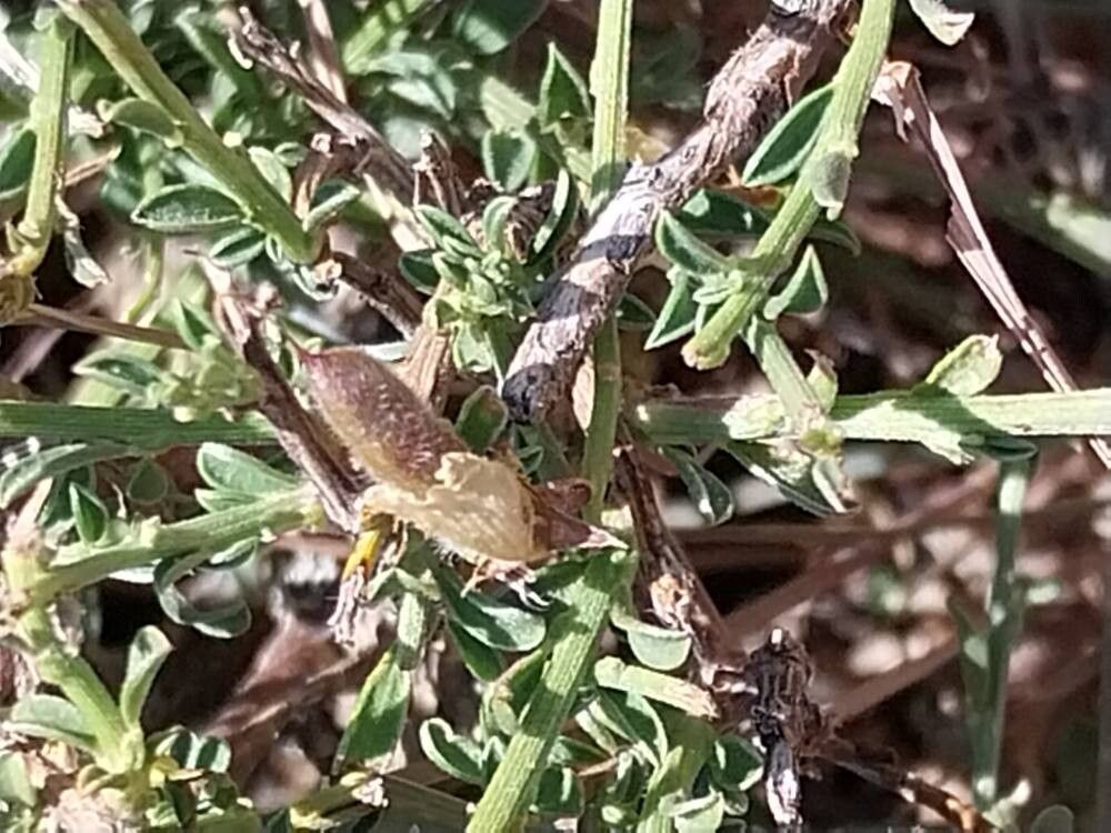 Genista pseudopilosa fruit