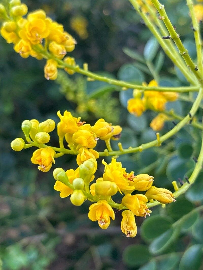 Caesalpinia vesicaria flower