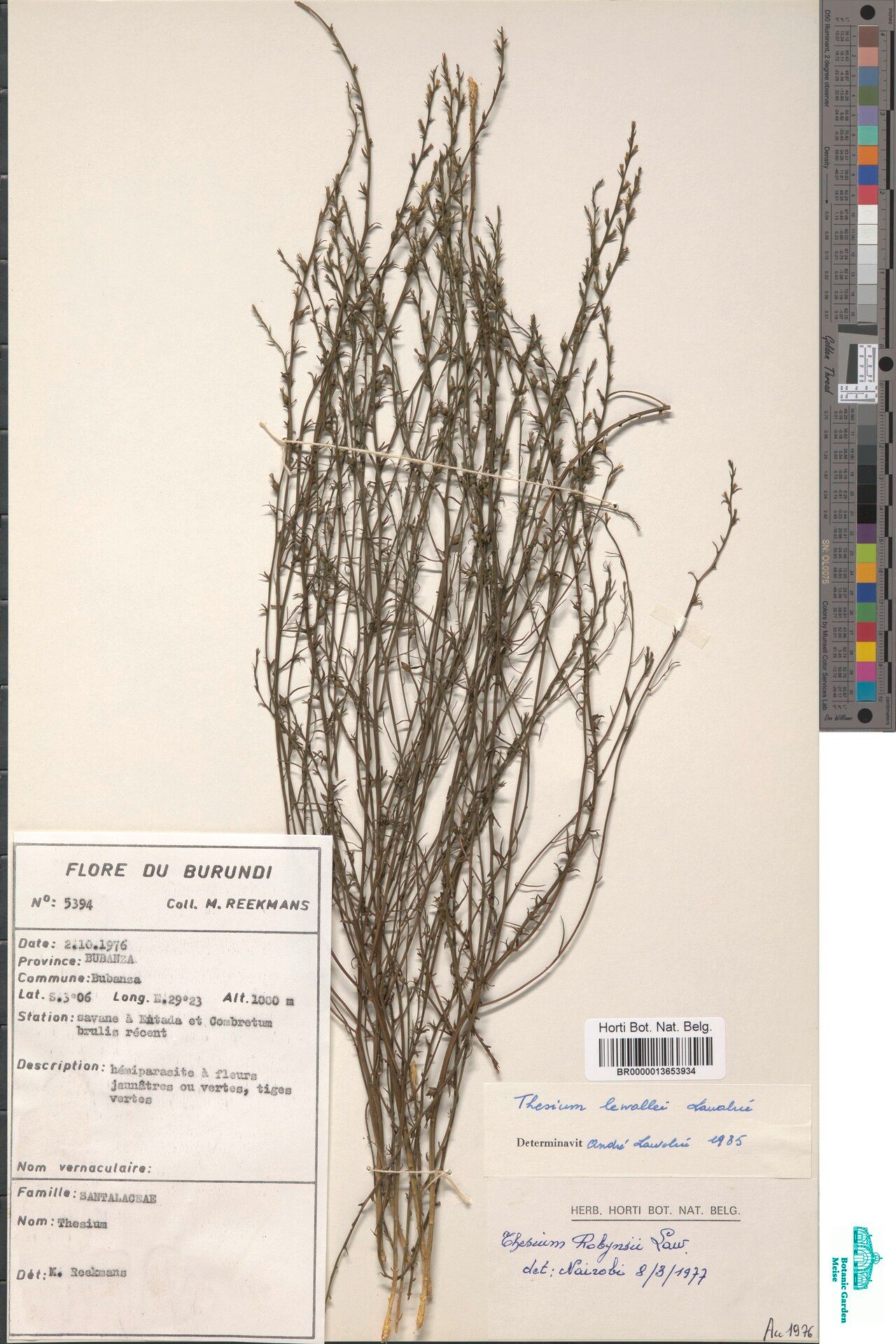 Thesium lewallei — houseplant care guide