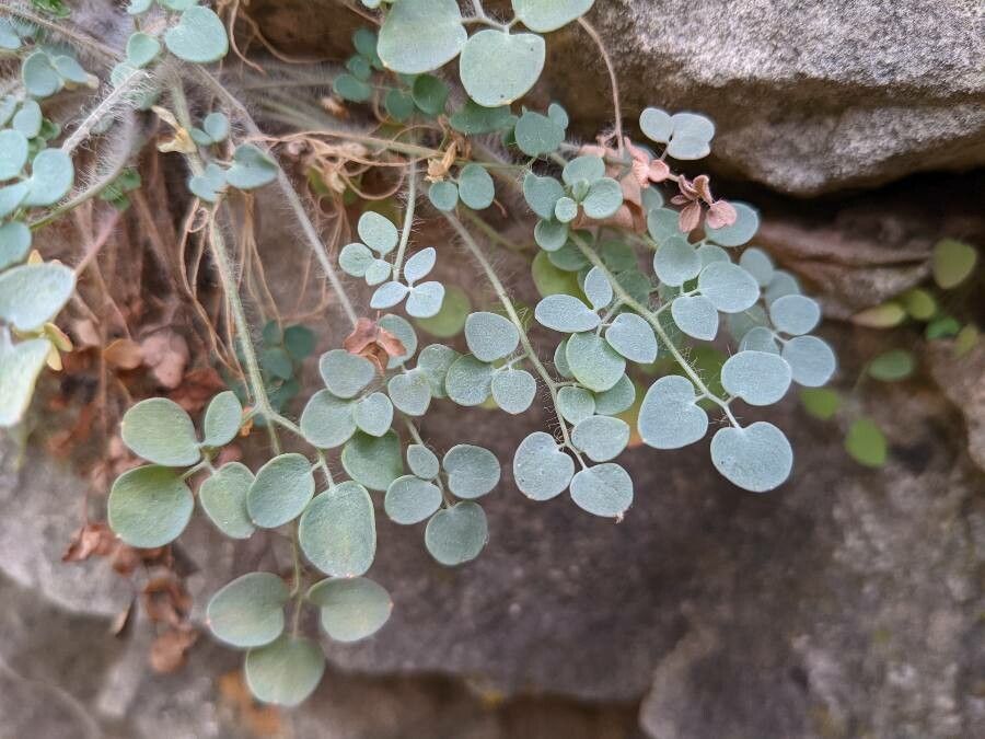 Sarcocapnos enneaphylla — search result for 'Papaveraceae'