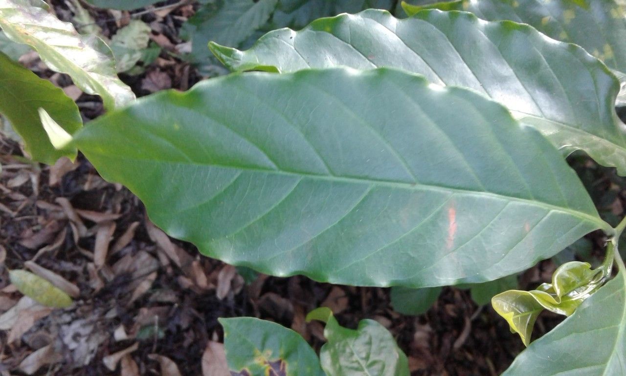 Coffea abbayesii flower