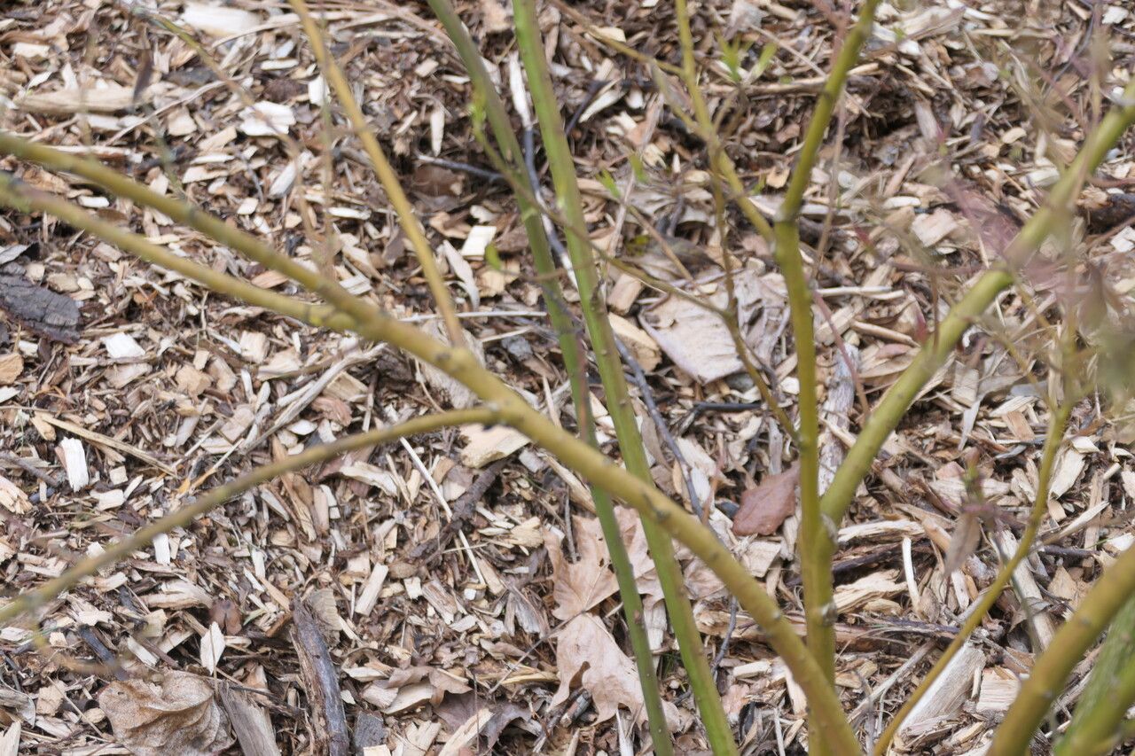Helwingia chinensis bark
