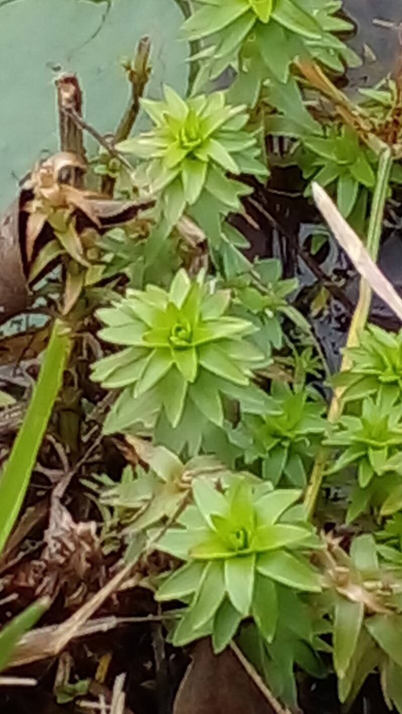Rotala densiflora leaf
