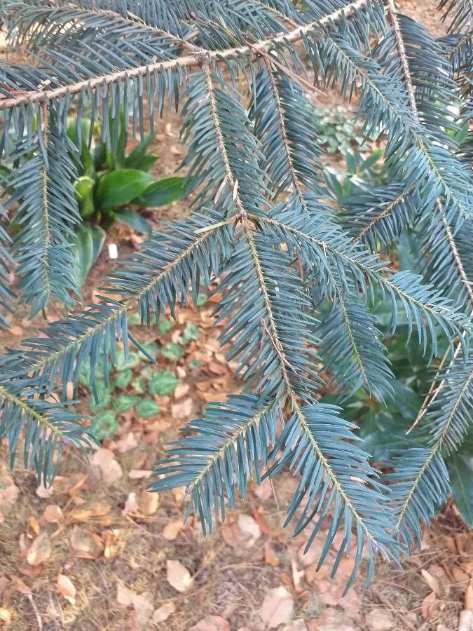Abies durangensis — search result for 'Pinaceae'