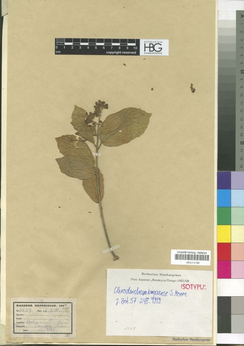 Clerodendrum bingaense — houseplant care guide