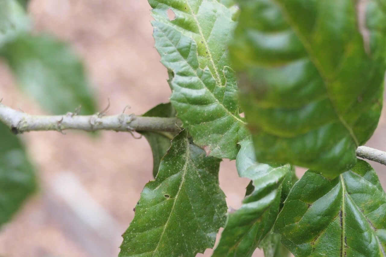 Quercus tomentella bark
