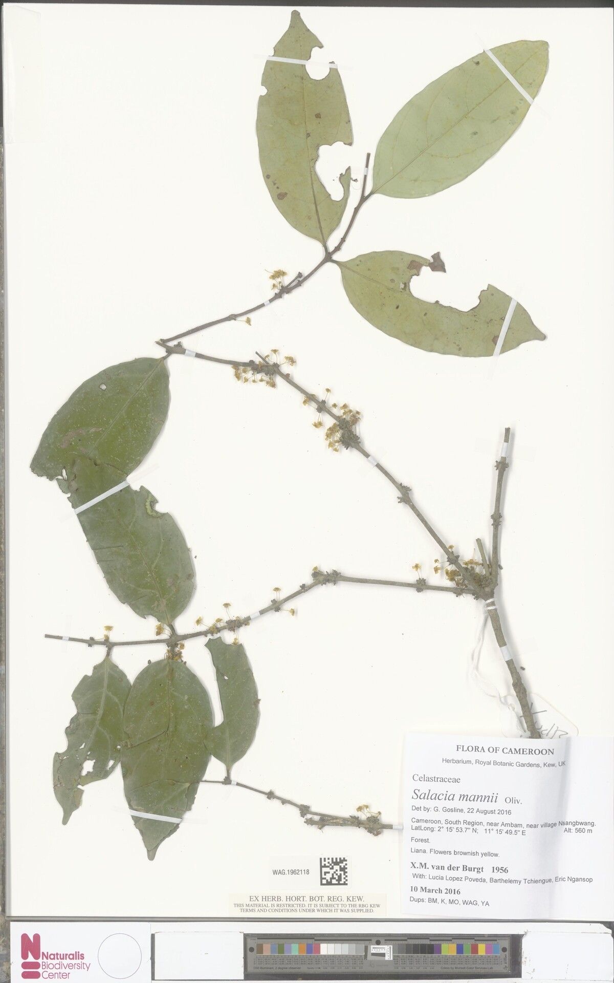 Salacia mannii — houseplant care guide