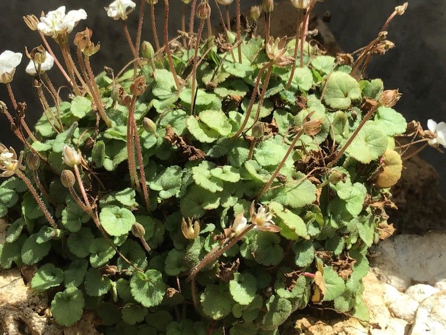 Erodium reichardii leaf