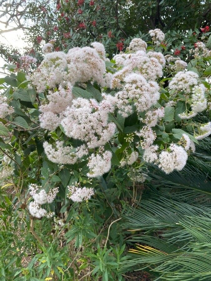 Ageratina havanensis habit