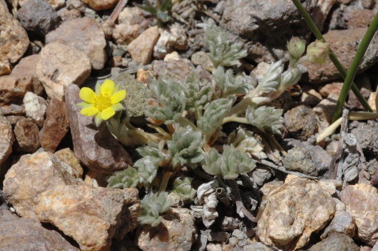 Potentilla pseudosericea flower