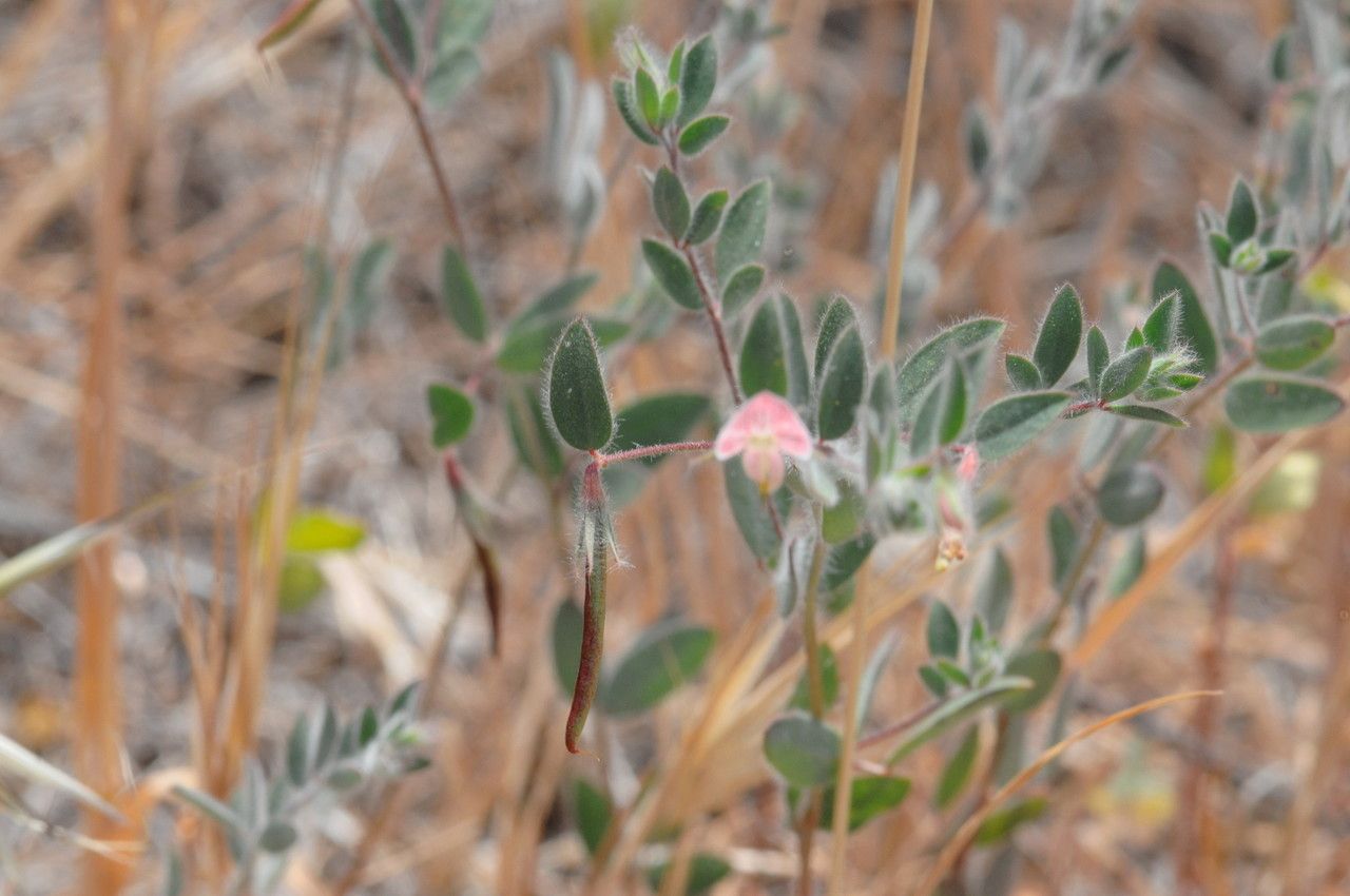 Acmispon americanus — search result for 'Lotus'