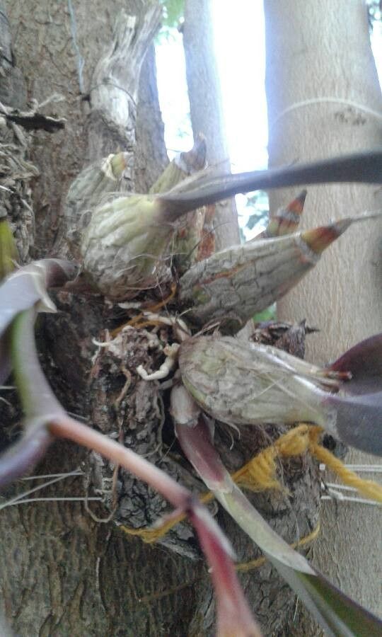Laelia speciosa bark