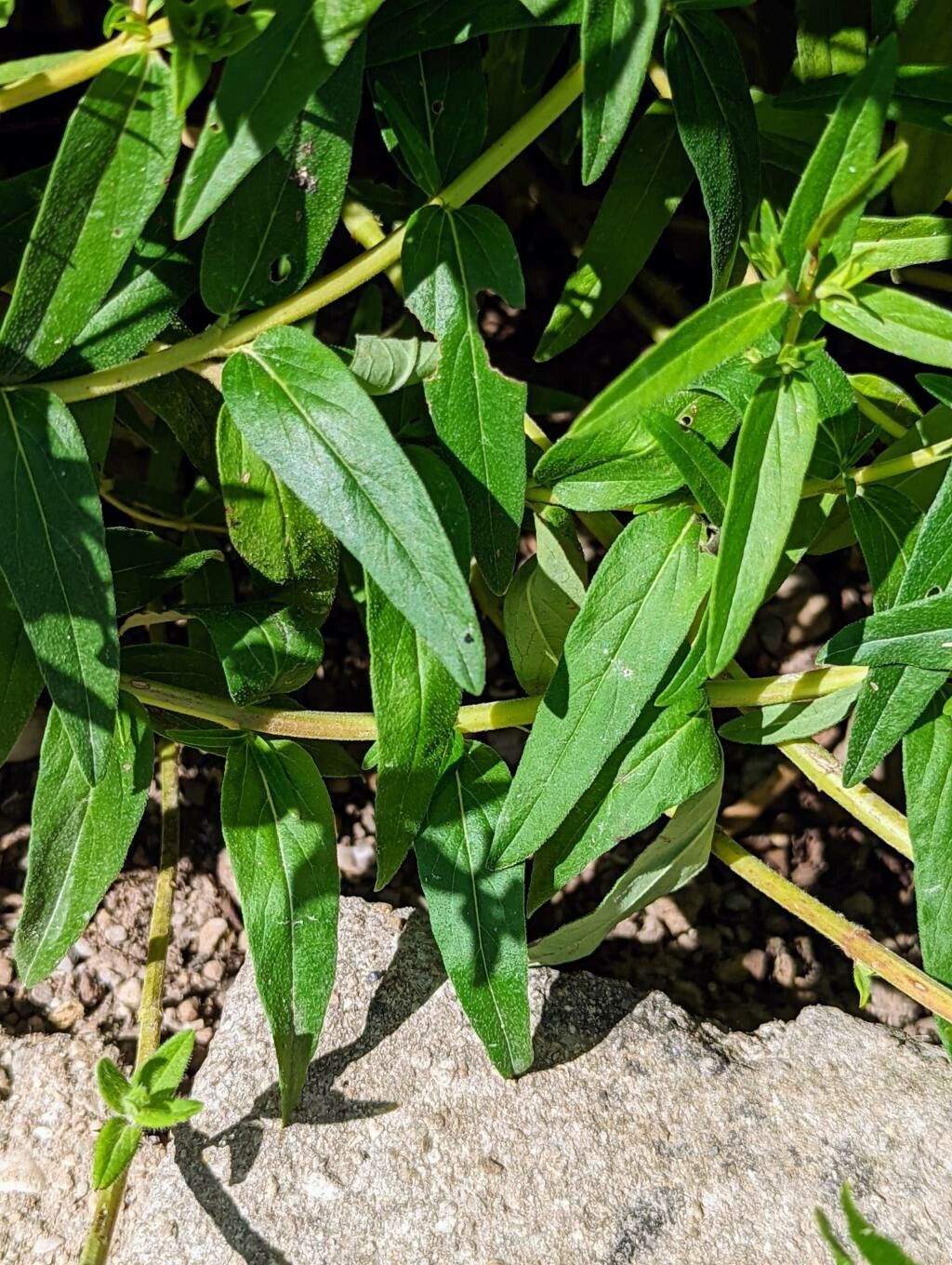 Scutellaria baicalensis — houseplant care guide