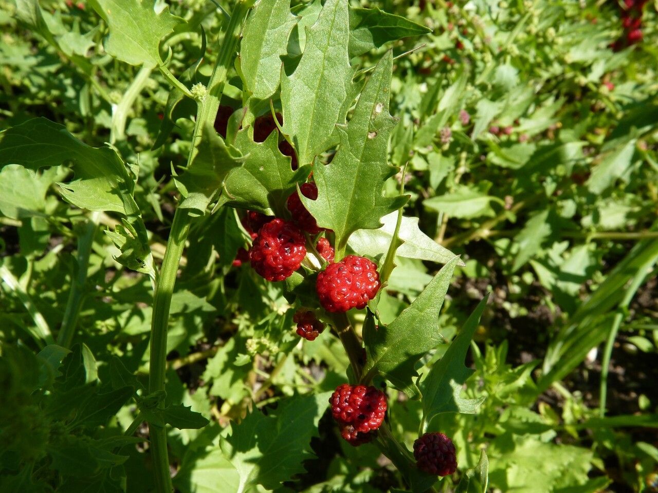 Blitum capitatum fruit