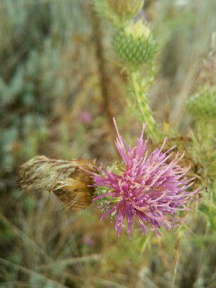 Cirsium hydrophilum flower