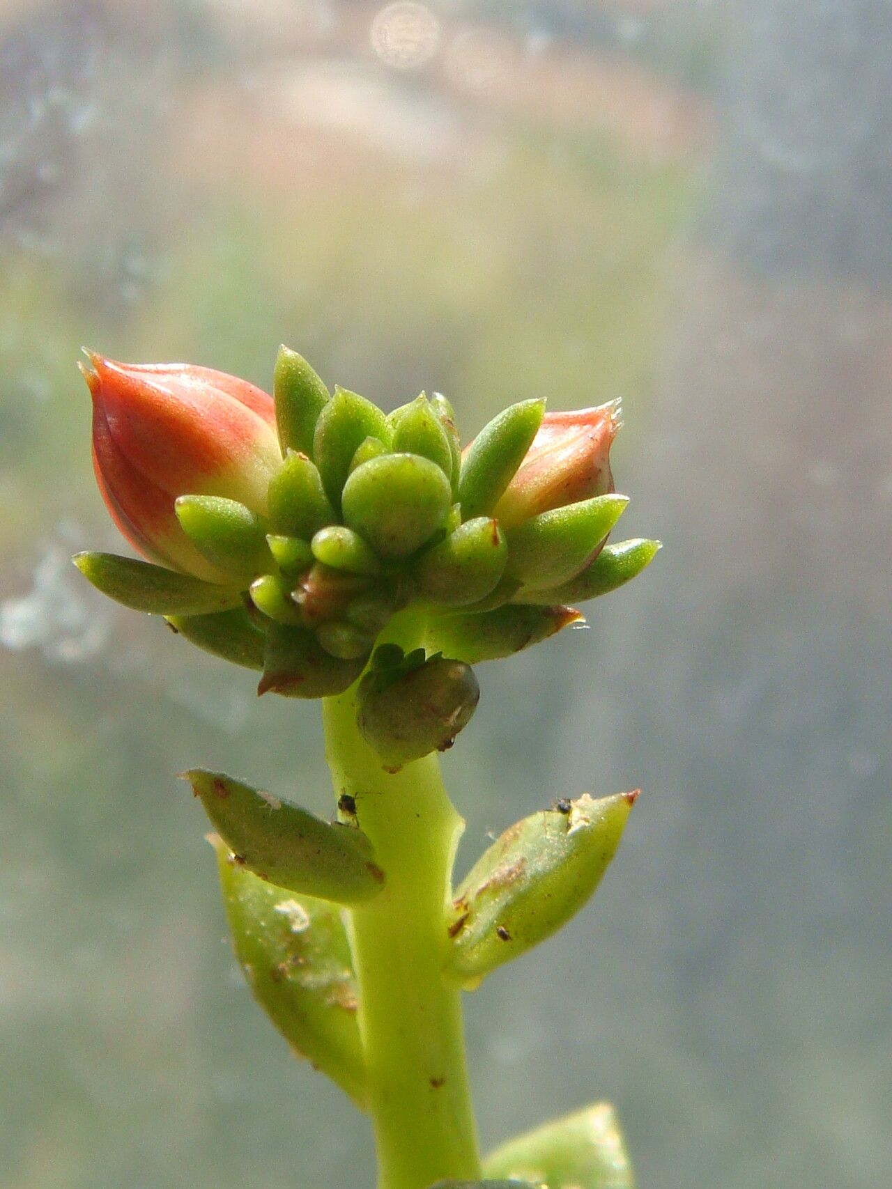 Echeveria multicaulis flower
