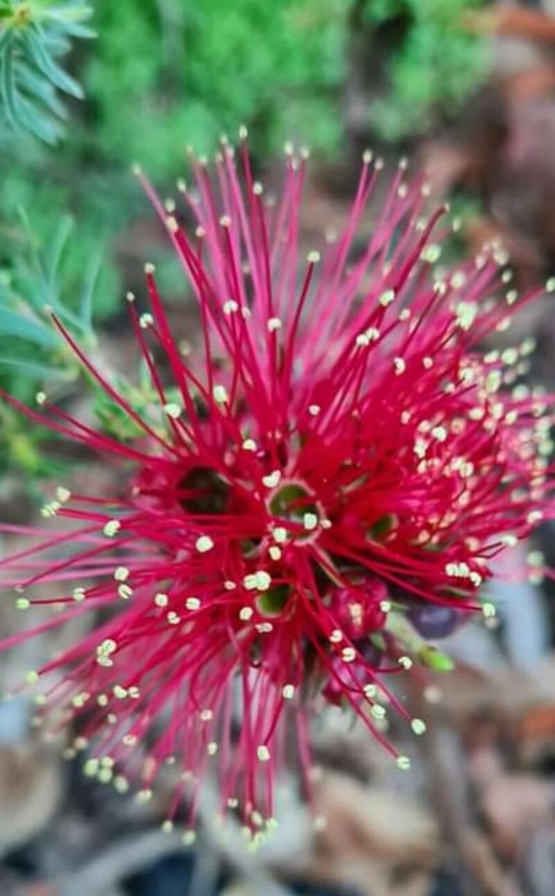 Kunzea baxteri flower